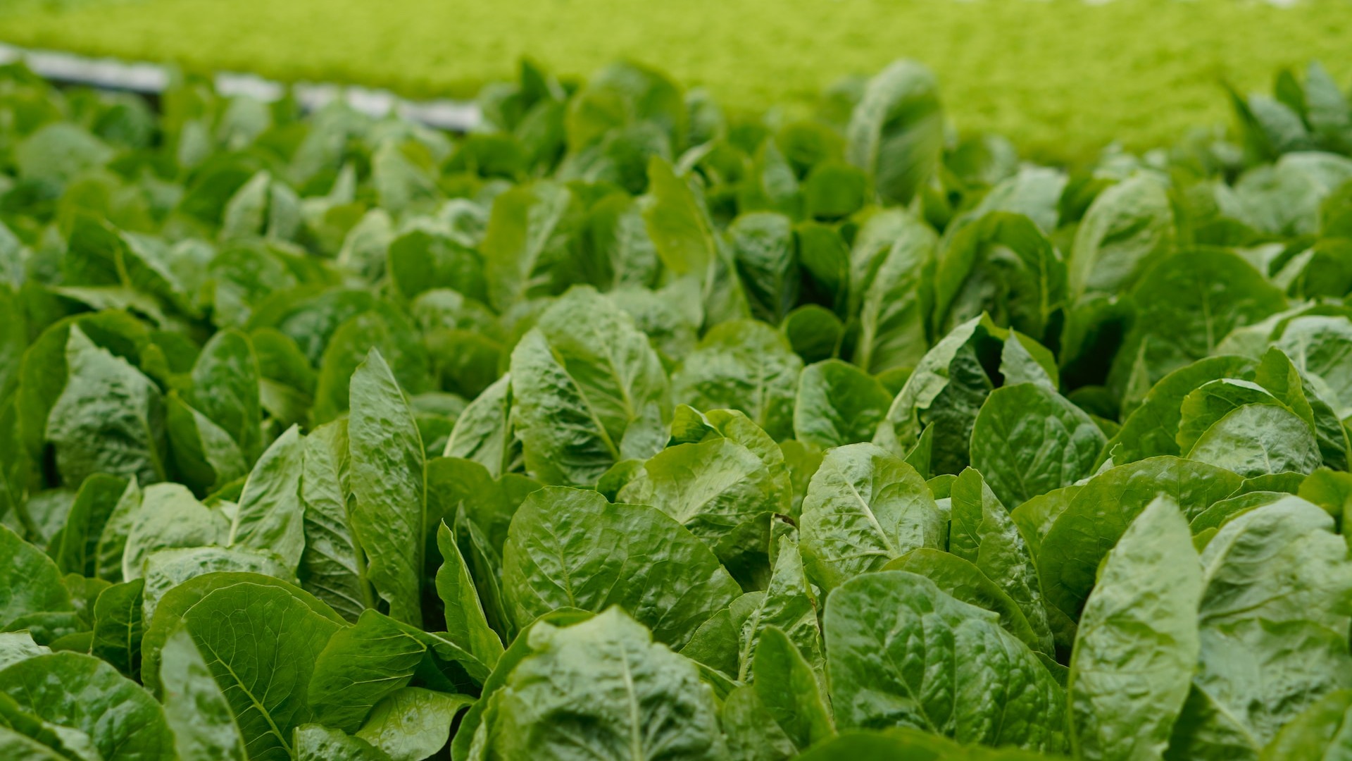 coltivare-seminare-spinaci