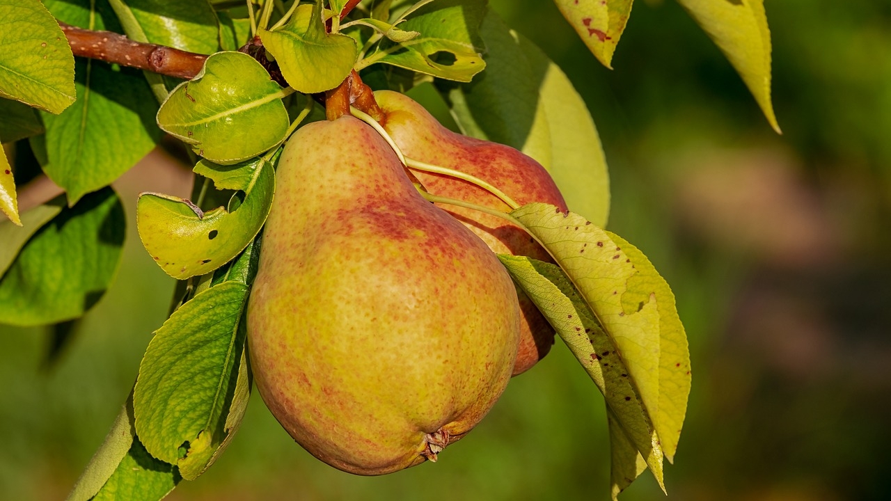 Frutta-di-stagione-a-gennaio-quale-scegliere