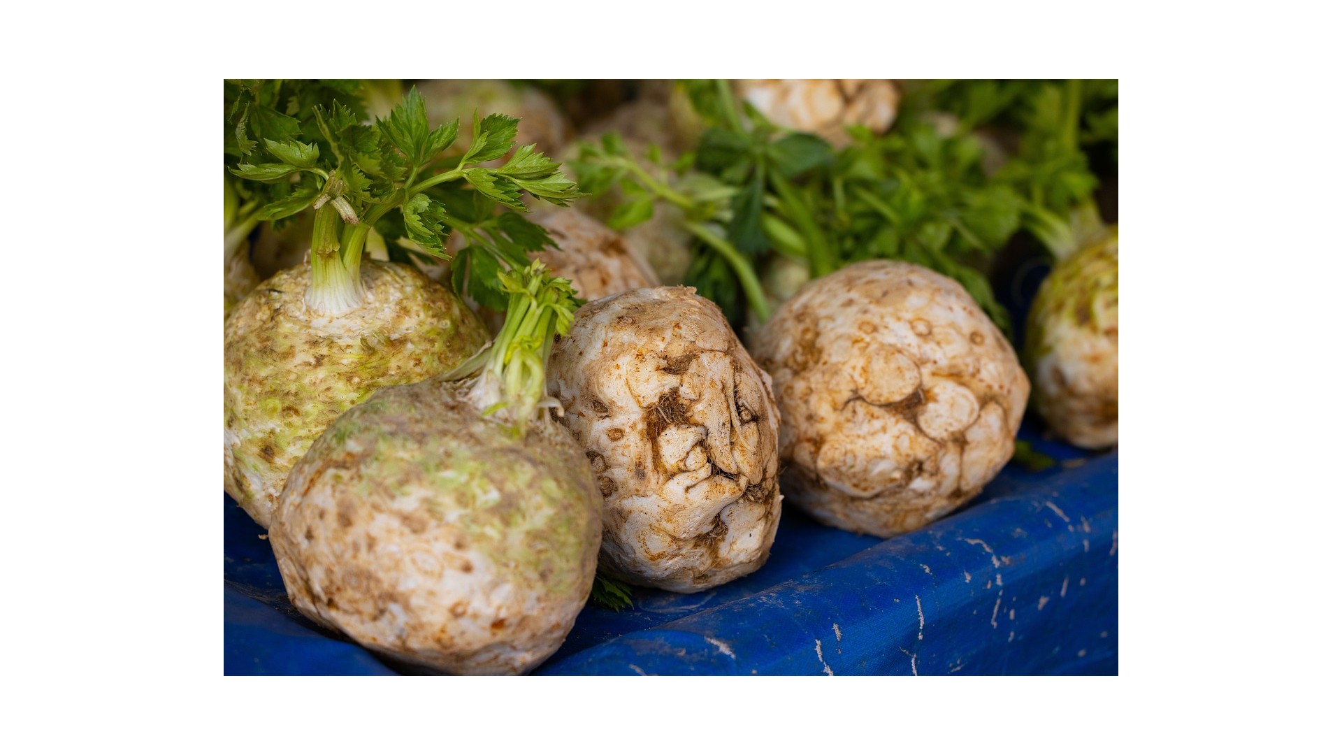 Sedano-rapa-proprieta-benefici-e-come-usarlo-in-cucina