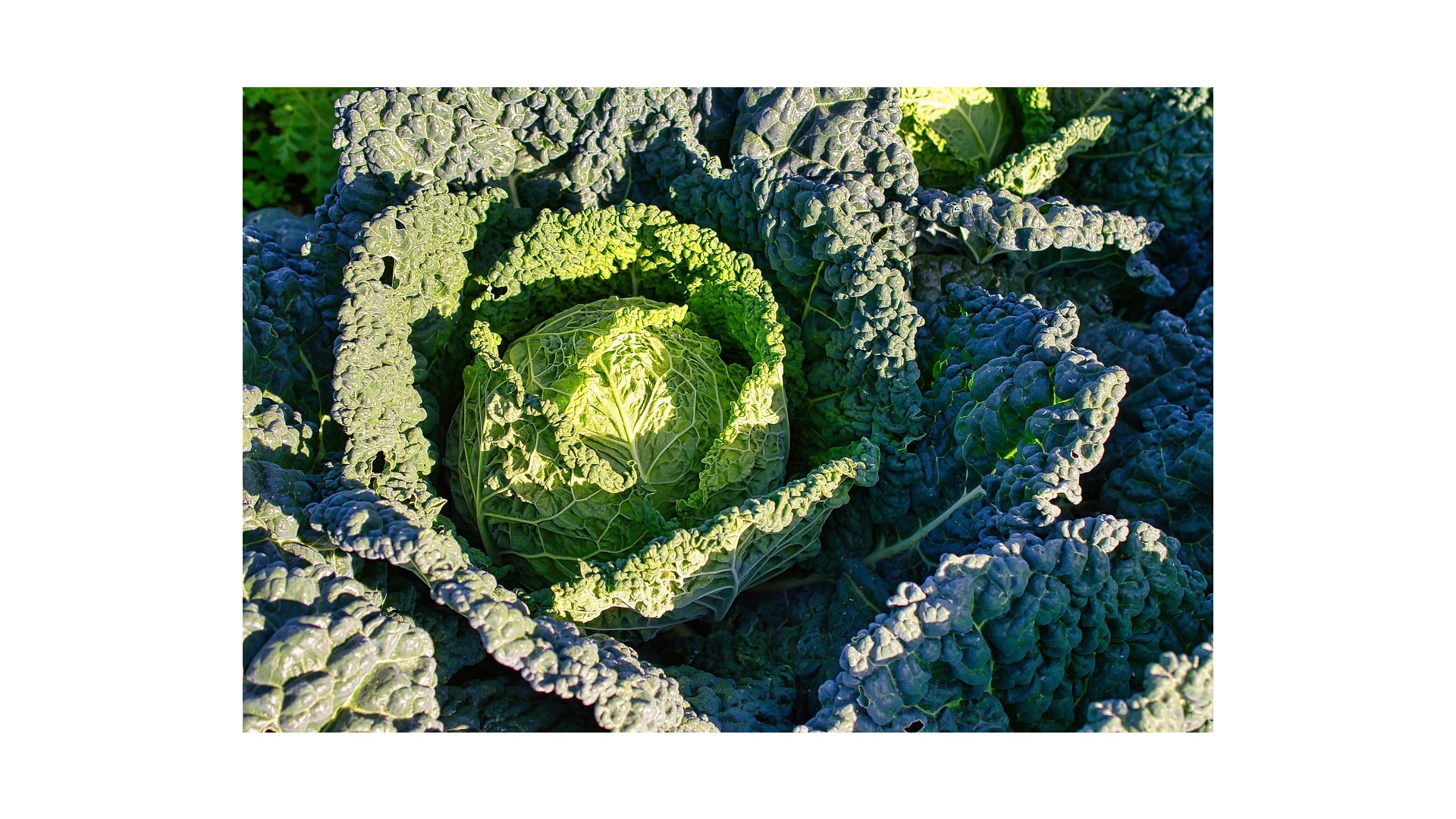 Zuppa-di-cavolo-nero-e-patate-la-ricetta